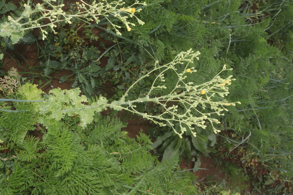 Lactuca sativa L.